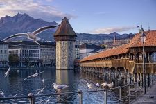 Seagulls near the Kapellbr&#252;cke Bridge