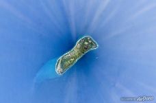 Fuvammulah Island