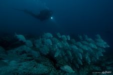 In the waters of the Pacific Ocean
