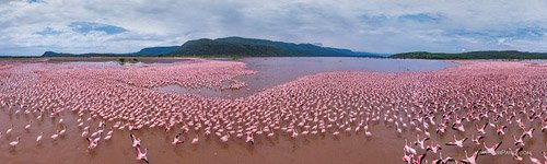 Flamingo, Kenya, Lake Bogoria #8