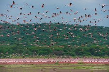 Flamingo, Kenya, Lake Bogoria #22